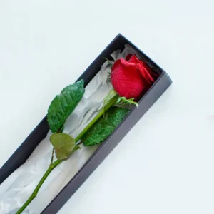 Single Rose in a Box - Intense For You...